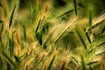 foxtail-barley-4334497__340.jpg